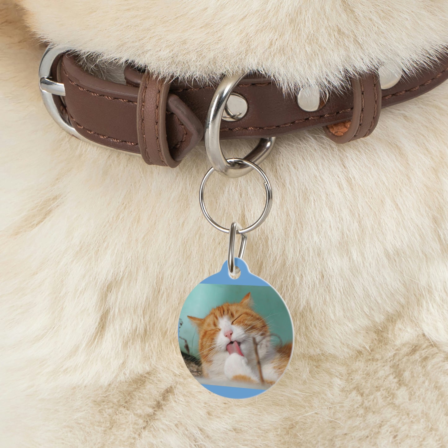 Pet Tag