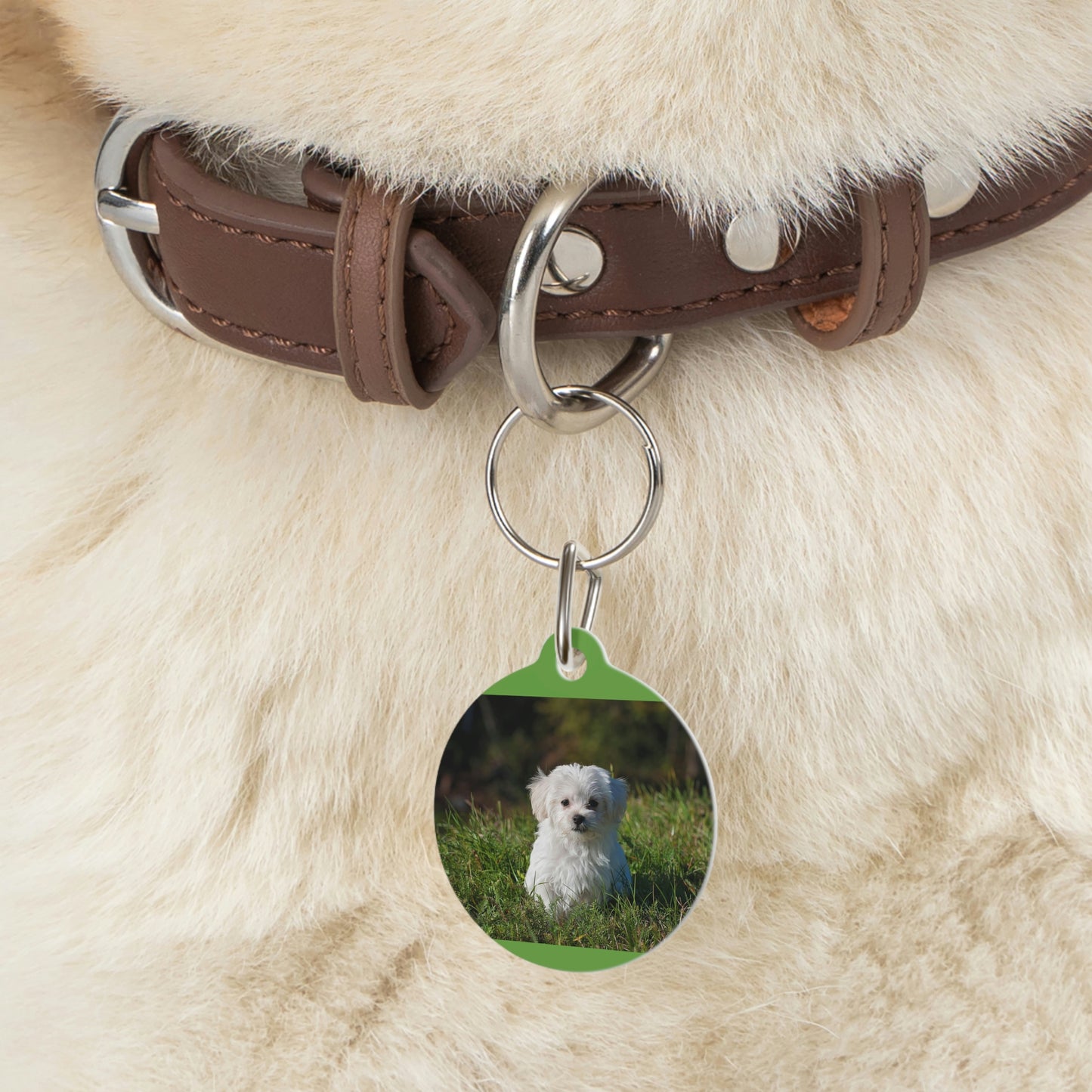 Pet Tag