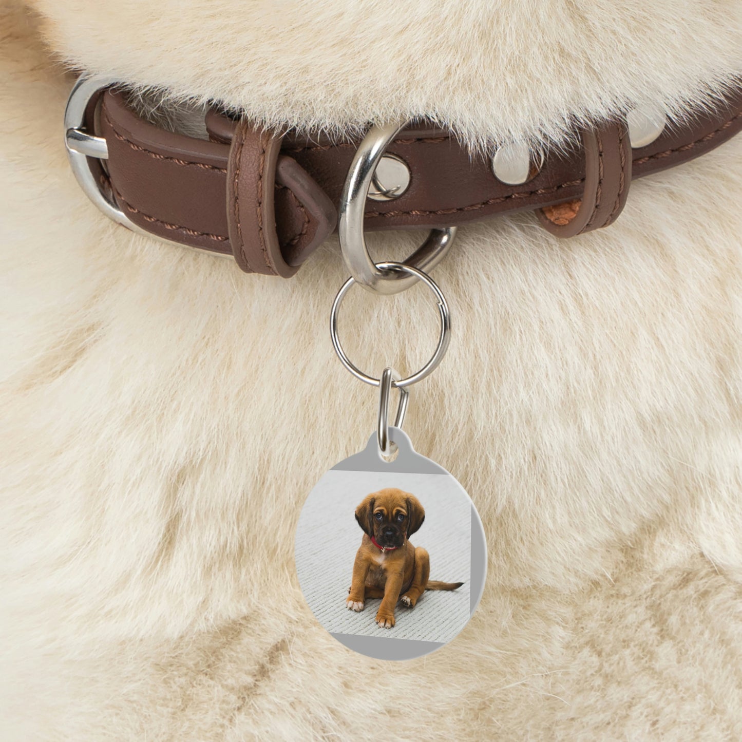 Pet Tag